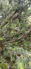 Taxus wallichiana