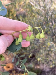 Codonocarpus cotinifolius