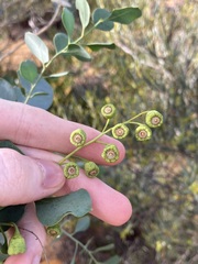 Codonocarpus cotinifolius
