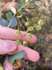 Codonocarpus cotinifolius