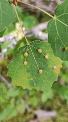 Harmandiola tremulae