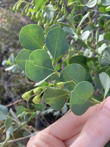 Image of Bell Fruit Tree (Codonocarpus cotinifolius) by (c) Thomas Mesaglio, some rights reserved (CC BY)