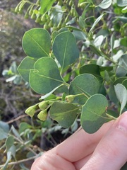 Codonocarpus cotinifolius