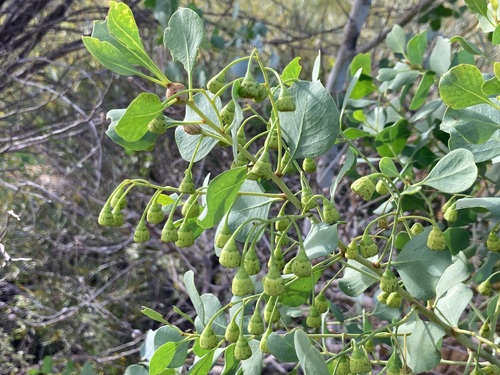 Image of Bell Fruit Tree (Codonocarpus cotinifolius) by (c) Thomas Mesaglio, some rights reserved (CC BY)