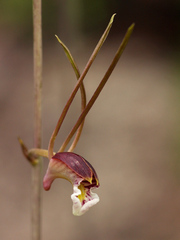 Image of Eulophia longisepala
