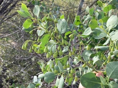 Codonocarpus cotinifolius