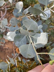 Codonocarpus cotinifolius
