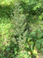 Calamagrostis epigejos