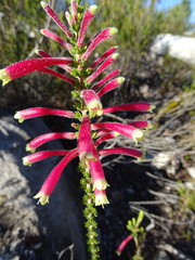 Erica densifolia