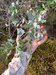 Codonocarpus cotinifolius