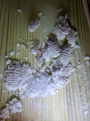 Balanococcus cordylinidis