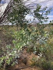 Codonocarpus cotinifolius