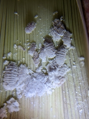 Balanococcus cordylinidis