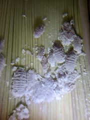 Balanococcus cordylinidis