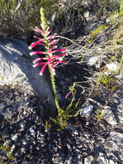Erica densifolia
