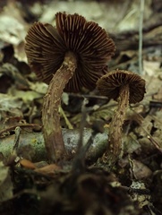 Inosperma mutatum