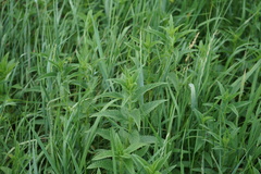 Nepeta sibirica