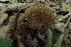 Inosperma mutatum