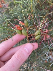 Grevillea dielsiana