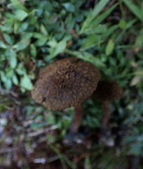 Inosperma mutatum