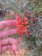 Grevillea dielsiana