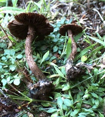 Inosperma mutatum