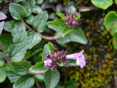 Clinopodium laxiflorum