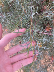 Grevillea dielsiana