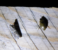 Glyptoteles leucacrinella