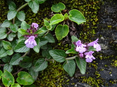 Clinopodium laxiflorum