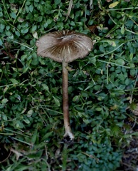 Inocybe digitula