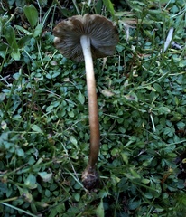 Inocybe digitula