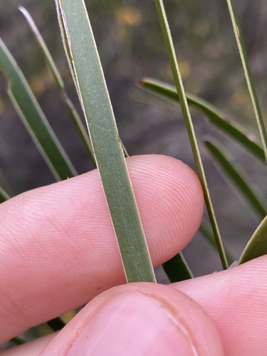 Image of Acacia acuminata by (c) Thomas Mesaglio, some rights reserved (CC BY)