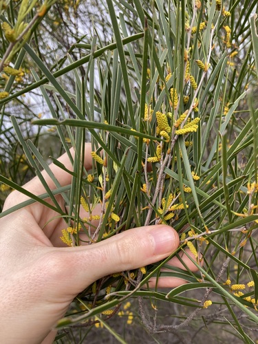 Image of Acacia acuminata by (c) Thomas Mesaglio, some rights reserved (CC BY)