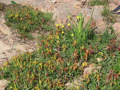 Lachenalia aloides