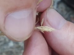 Festuca elegans