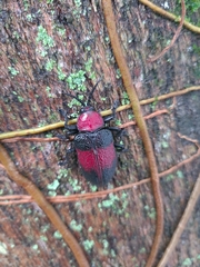 Coraliomela aeneoplagiata