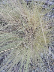 Festuca elegans