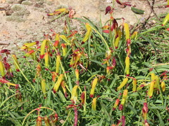 Lachenalia aloides
