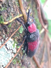 Coraliomela aeneoplagiata