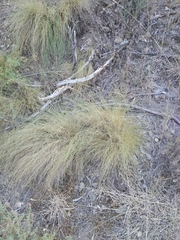 Festuca elegans