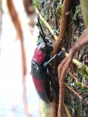 Coraliomela aeneoplagiata