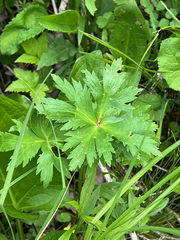 Trollius laxus laxus