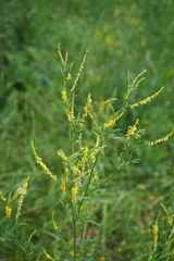 Melilotus suaveolens
