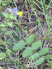 Pimpinella saxifraga