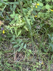 Pimpinella saxifraga