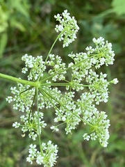 Pimpinella saxifraga