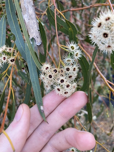 Image of Eucalyptus loxophleba by (c) Thomas Mesaglio, some rights reserved (CC BY)