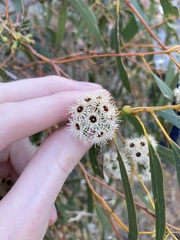 Eucalyptus loxophleba supralaevis