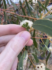 Eucalyptus loxophleba supralaevis